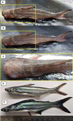 Outbreak of Ichthyophthirius multifiliis associated with Aeromonas hydrophila in Pangasianodon hypophthalmus: The role of turmeric oil in enhancing immunity and inducing resistance against co-infection